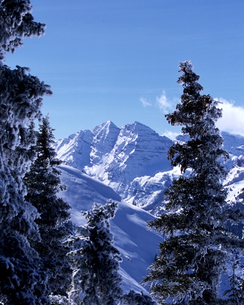 Boulder Colorado Aspen trees