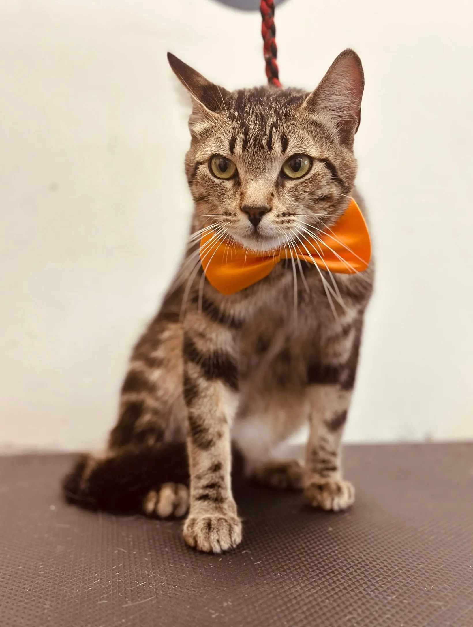 Pet daycare at Alessandro Pet Spa