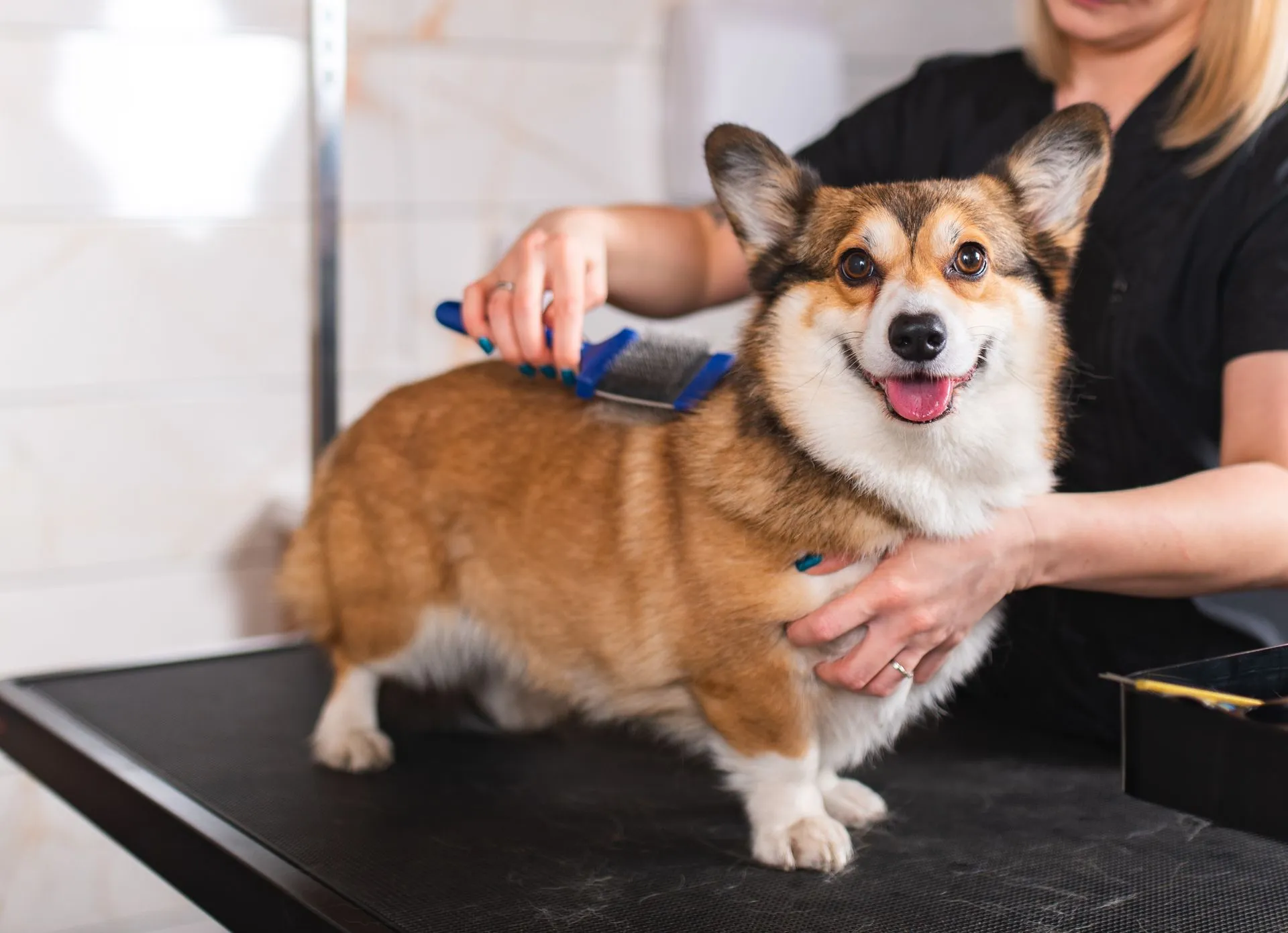 Pet grooming at Alessandro Pet Spa