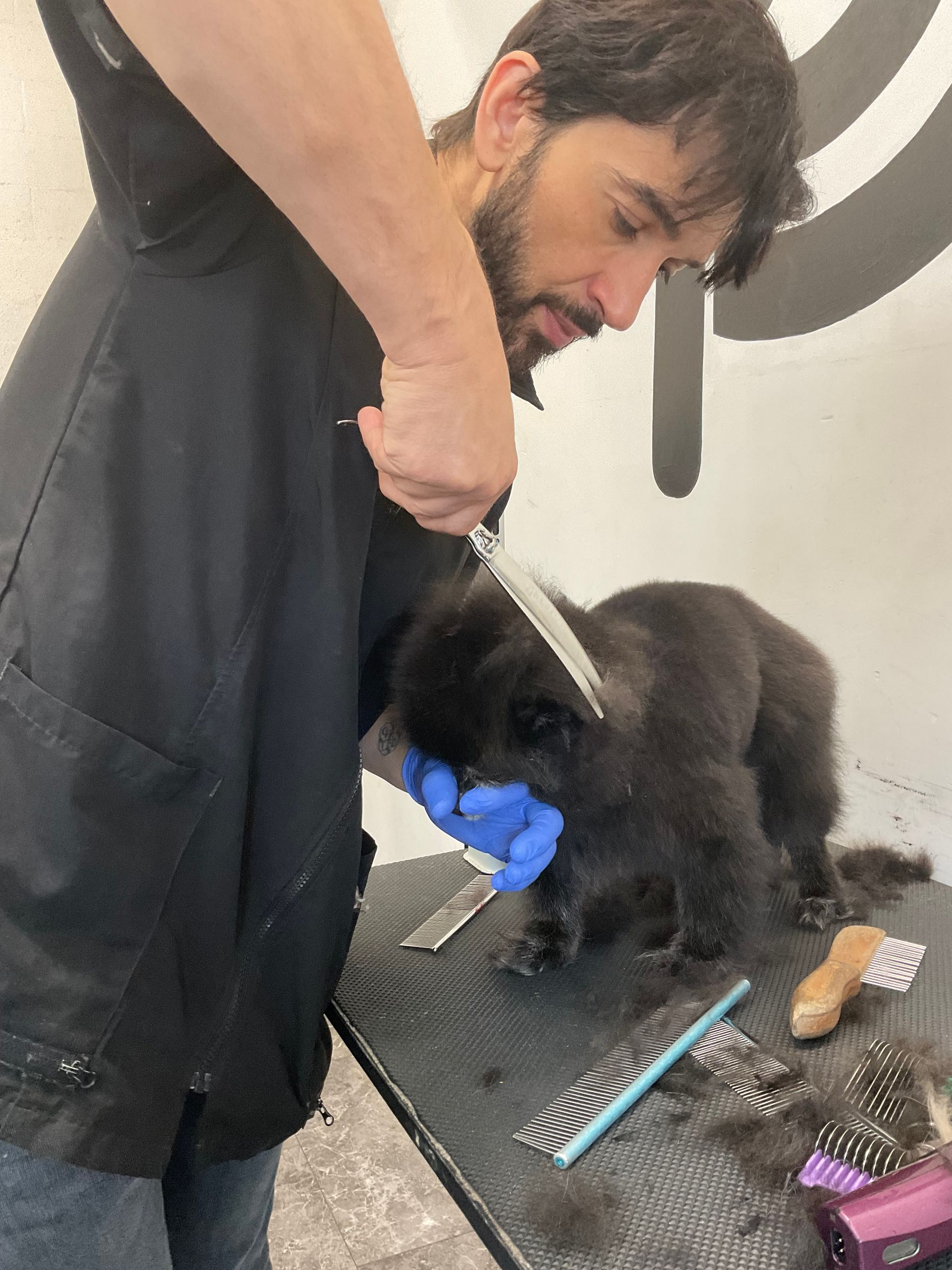 Groomed pet at Alessandro Pet Spa