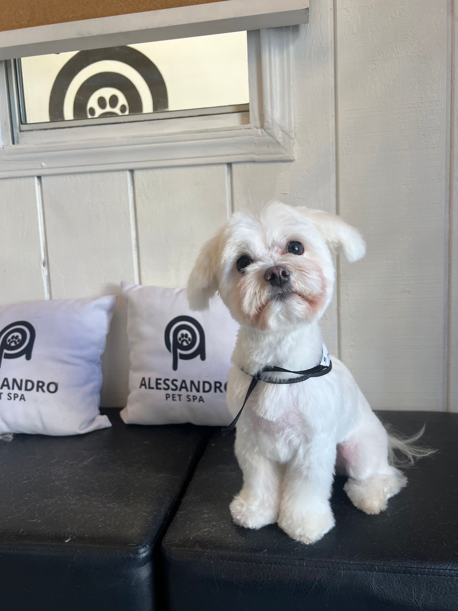 Happy pet after grooming session