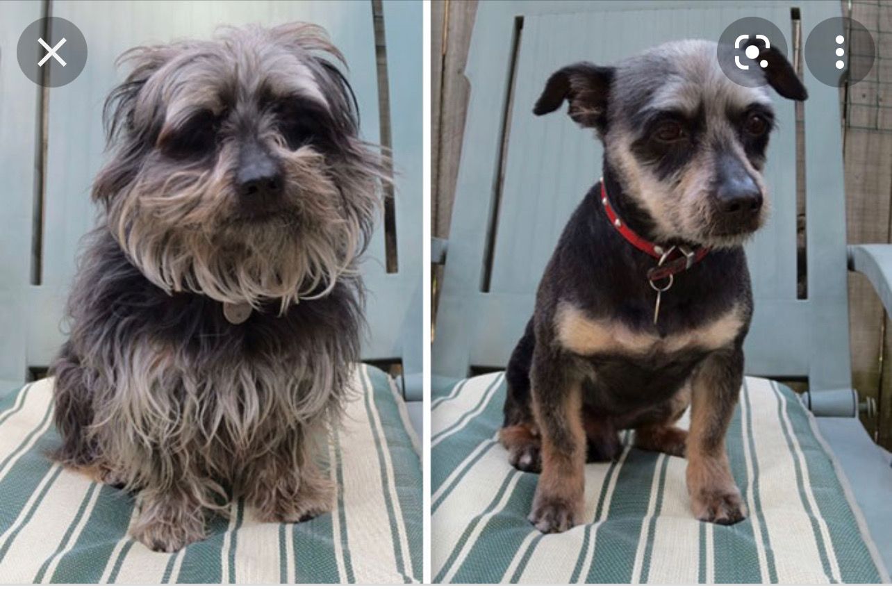 Pet spa experience at Alessandro's