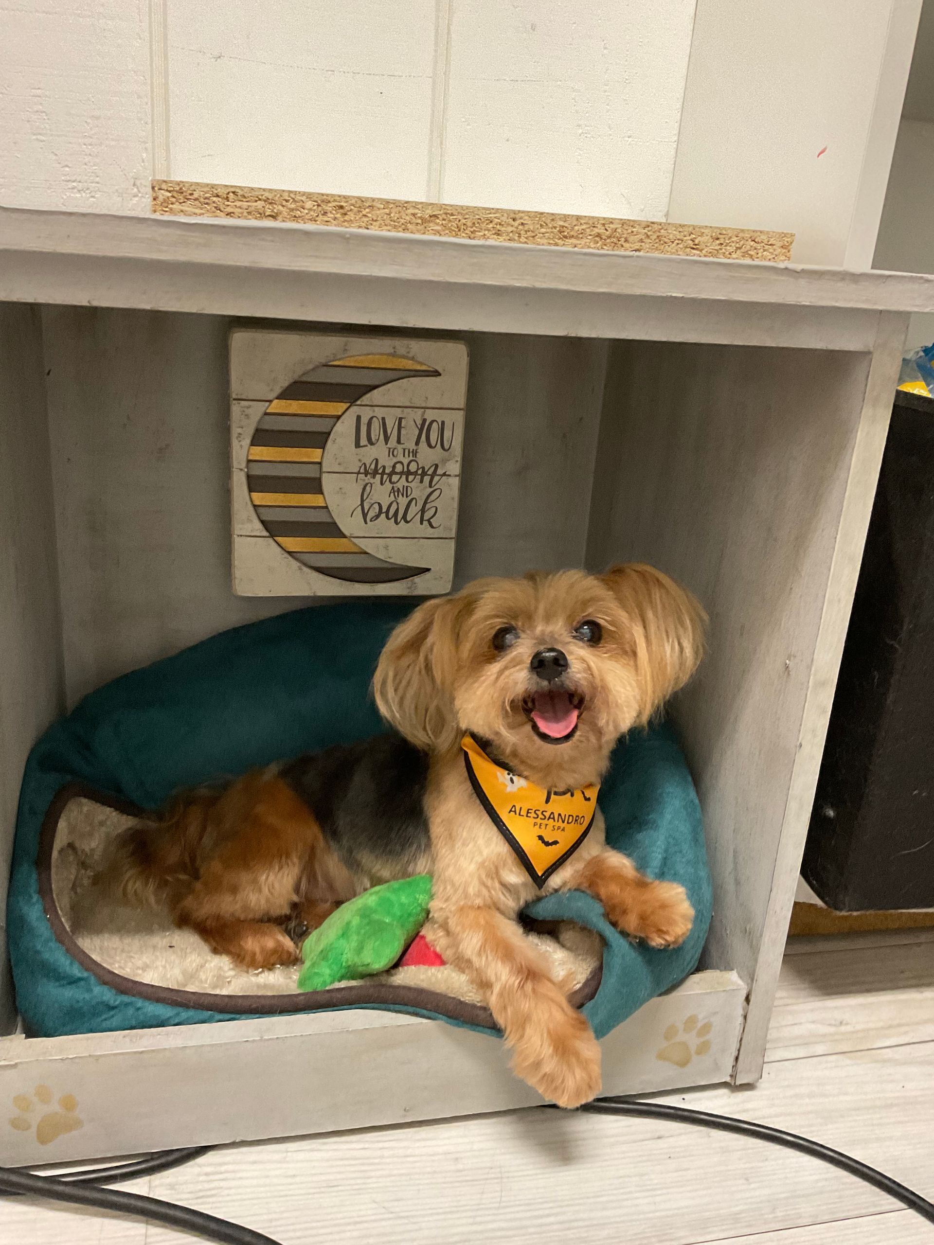 Professional pet grooming results