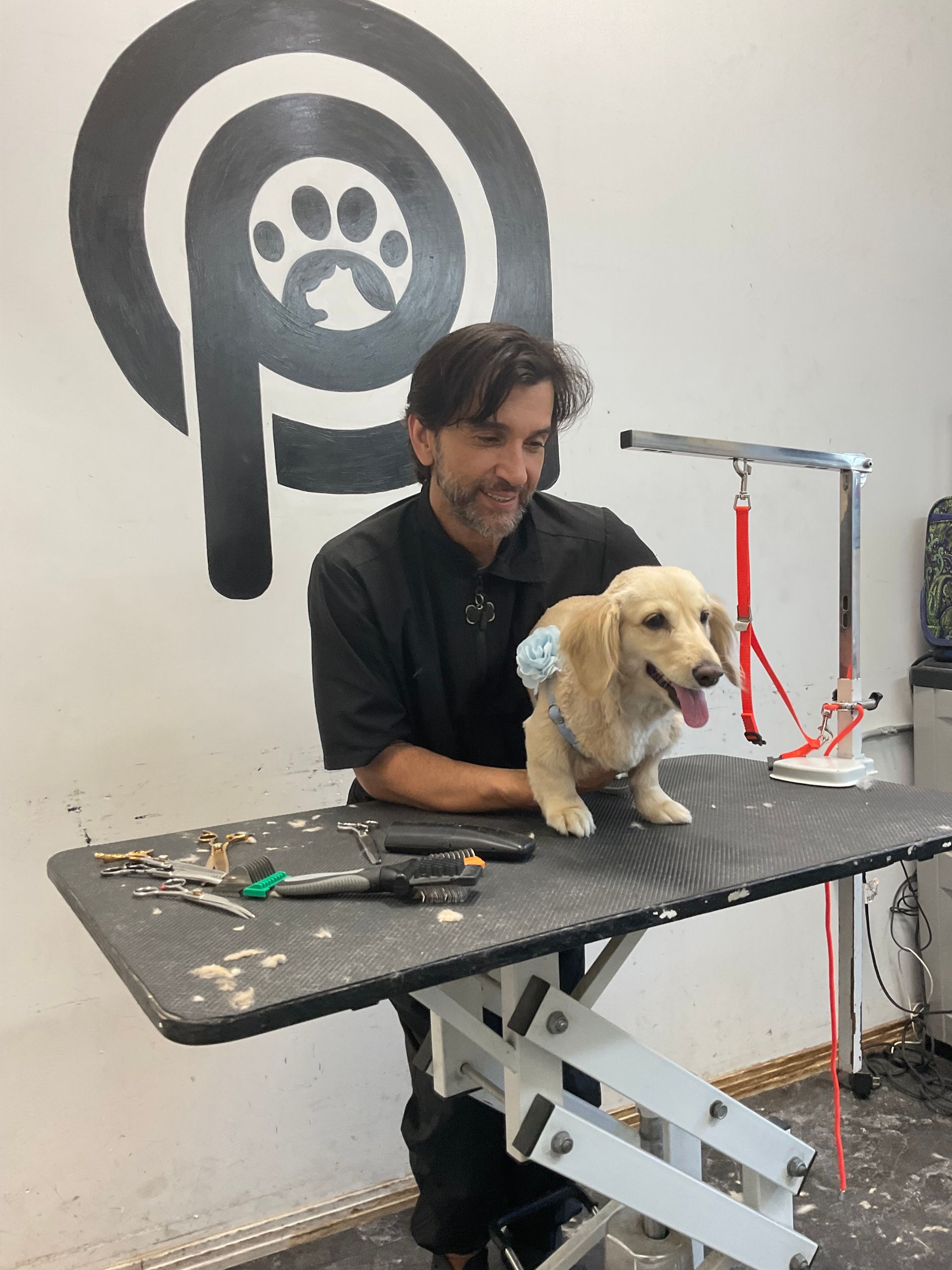 Beautiful grooming at Alessandro Pet Spa