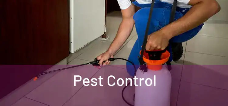 Professional pest control technician