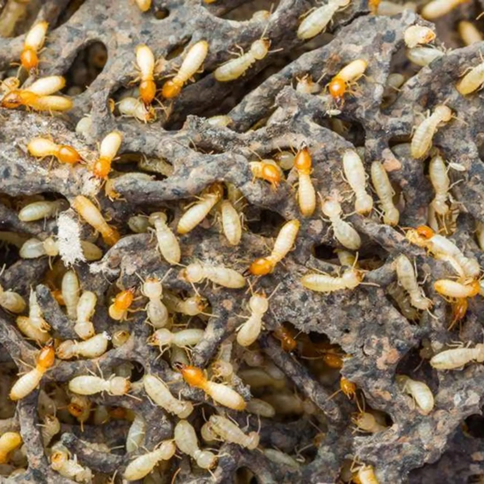 Termite control