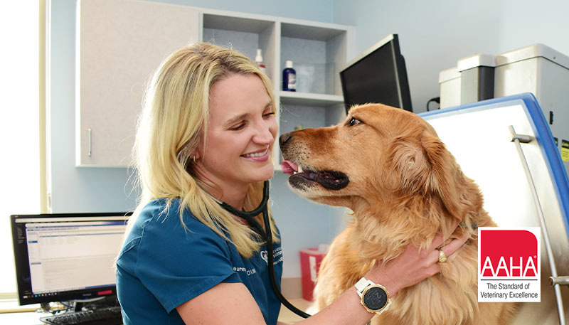 Veterinarians at Arlington Heights Animal Hospital in Fort Worth, TX