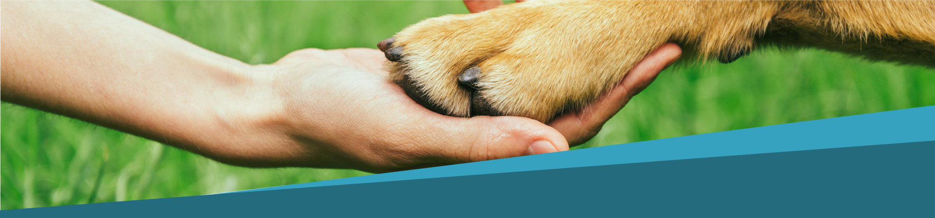 Fort Worth Veterinarian paw shake — caring for pets in Fort Worth TX