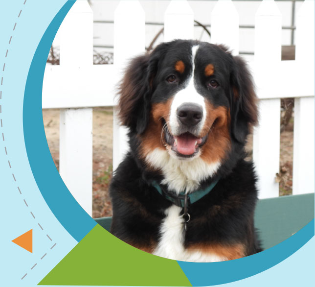 Canine veterinarian care in Fort Worth TX