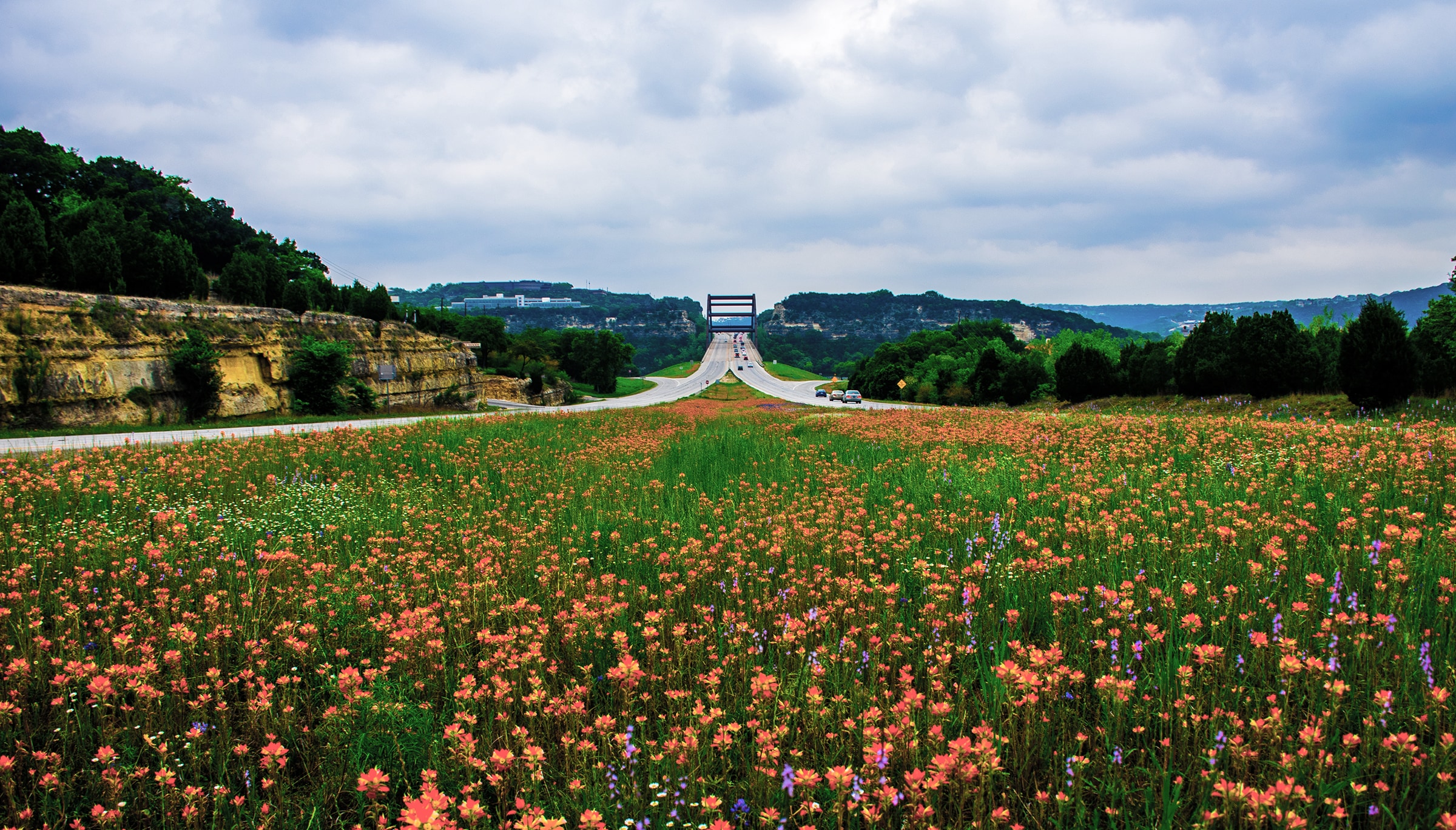Texas wildflowers