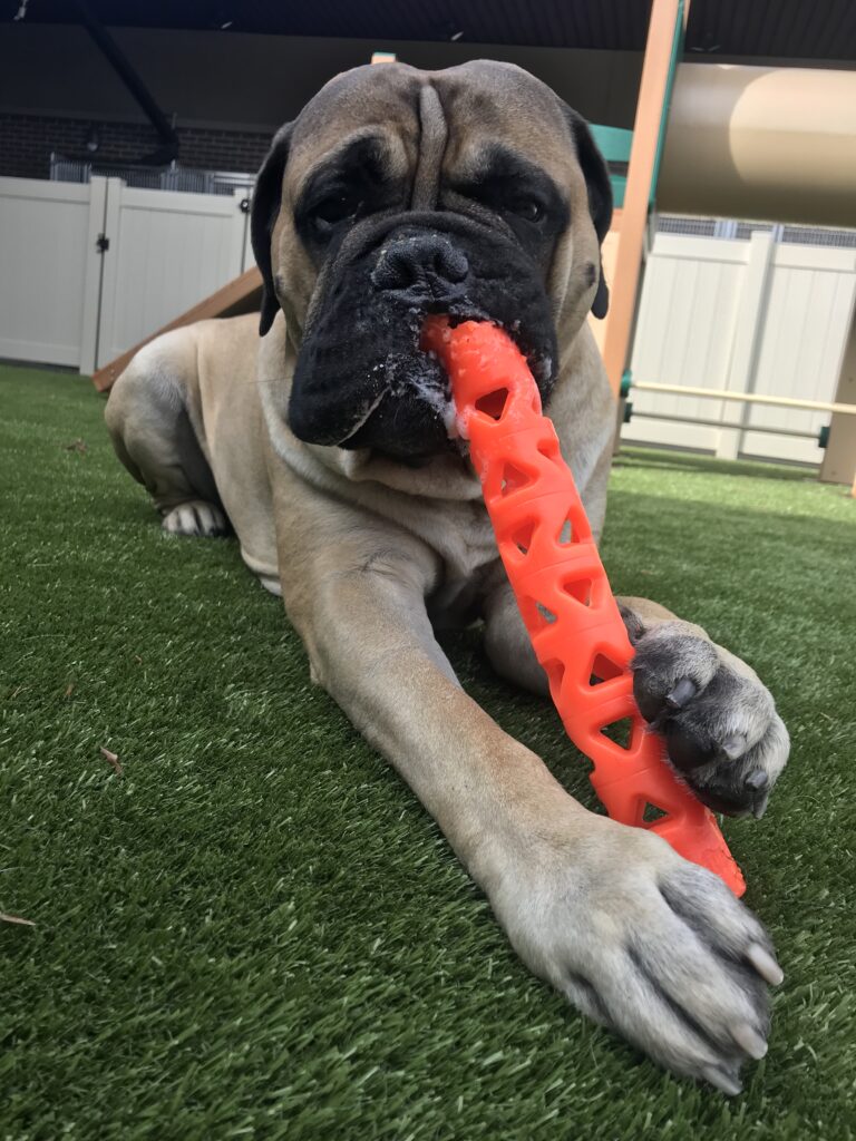 Bed & Bark Pet Resort