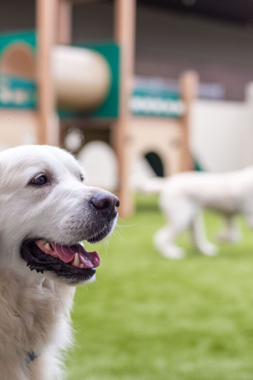 Dogs play in the Exercise Yard