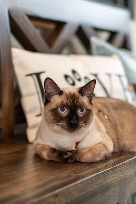 Cat sits on Bench at Bed & Bark
