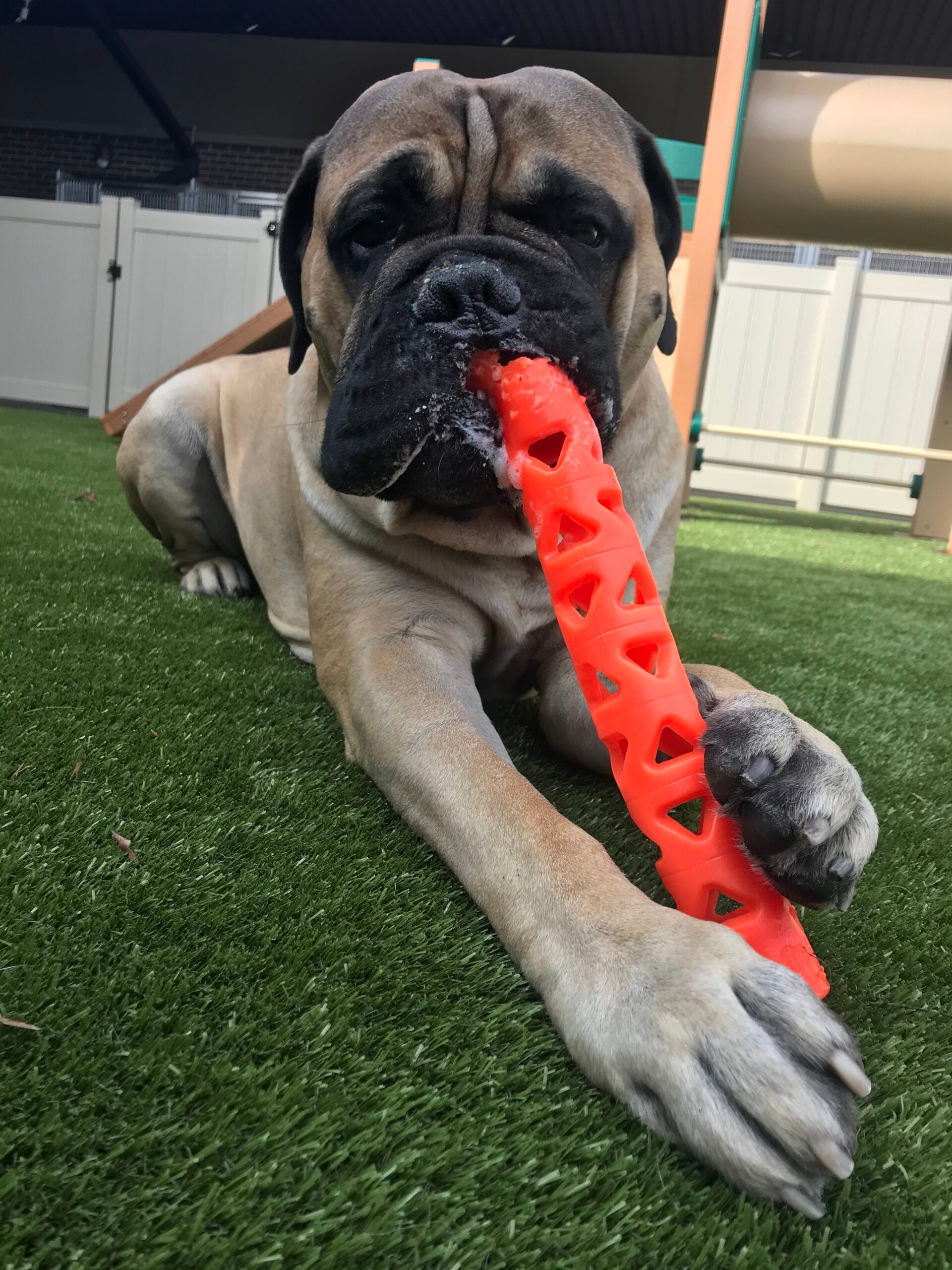 Bed & Bark Pet Resort