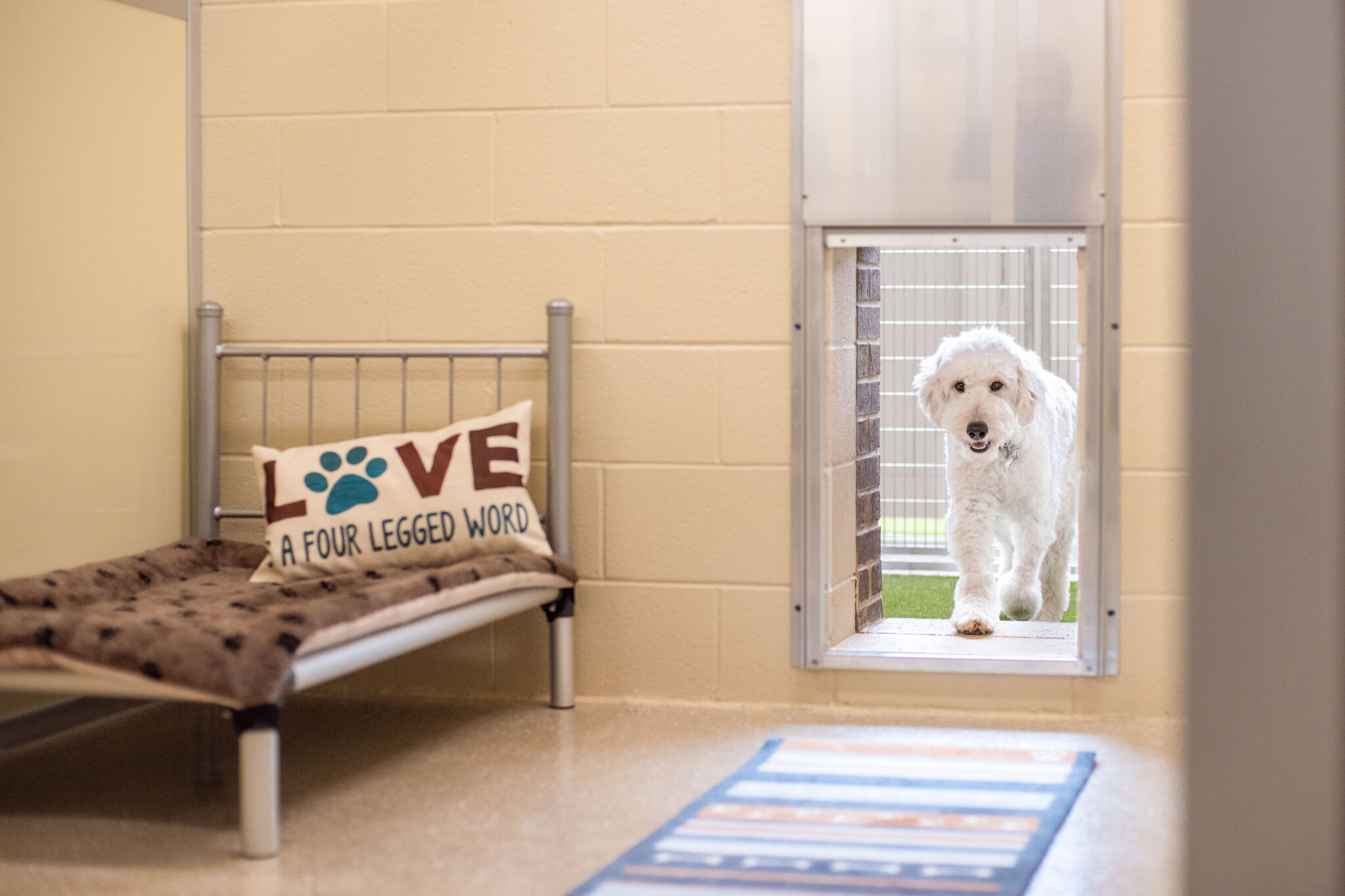 Indoor/Outdoor Suites for Dogs