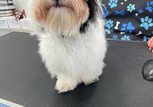 Dog grooming service at Best Friends Bellevue