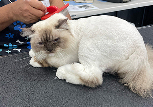Cat grooming service at Best Friends Bellevue