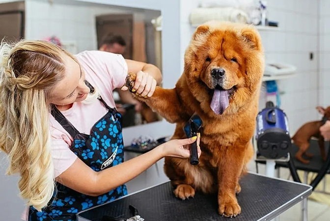 About Best Friends Bellevue grooming salon