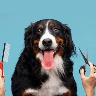 Dog after professional grooming session