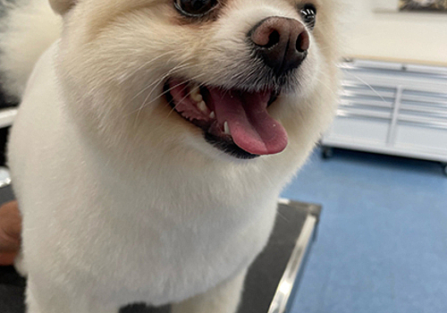 Best Friends Bellevue pet salon