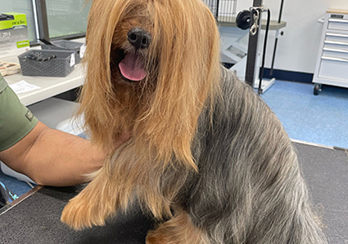 Happy groomed dog at Best Friends