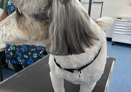 Cat grooming at Best Friends Bellevue