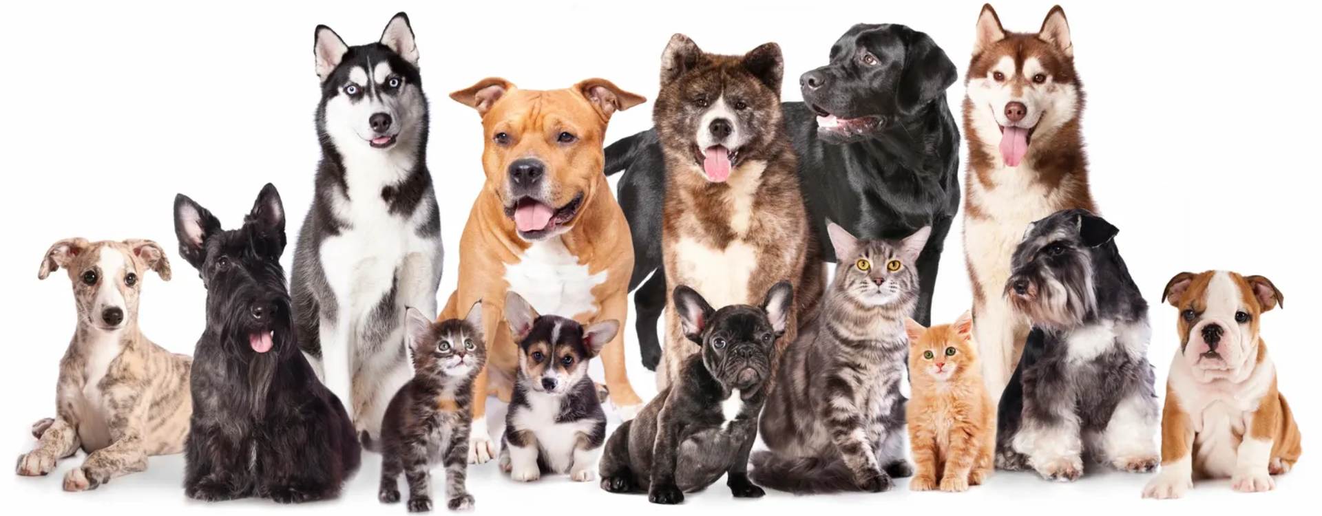 Beautiful groomed pets at Best Friends Bellevue