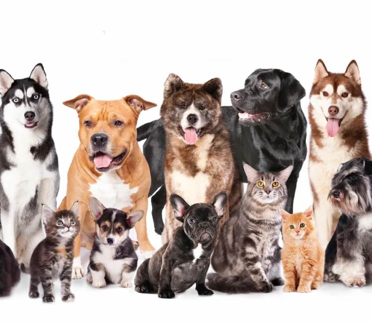 Pet grooming session Bellevue