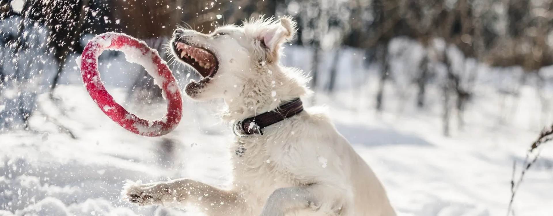 Best Friends grooming salon Bellevue wide shot