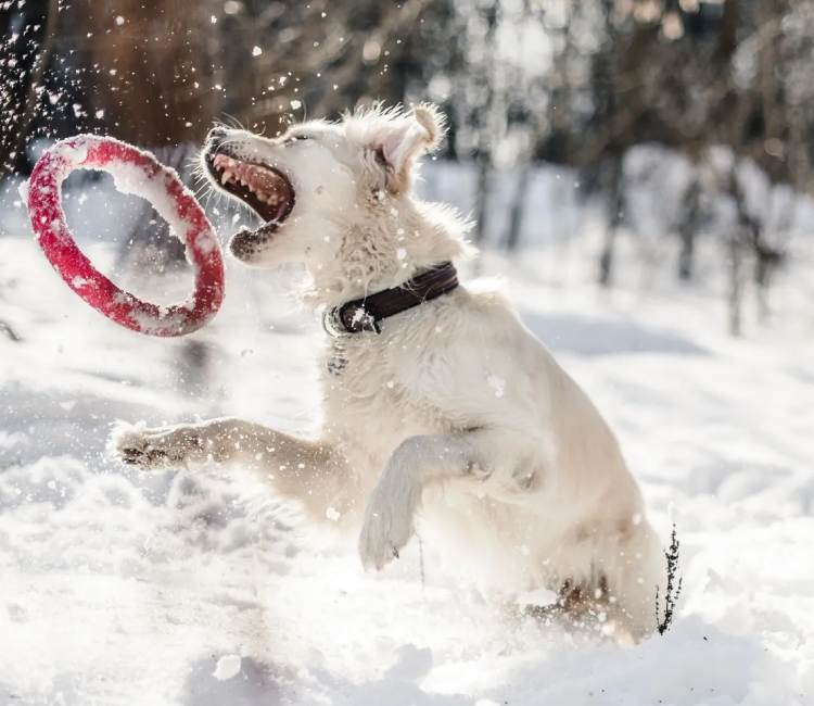 Happy pet after grooming