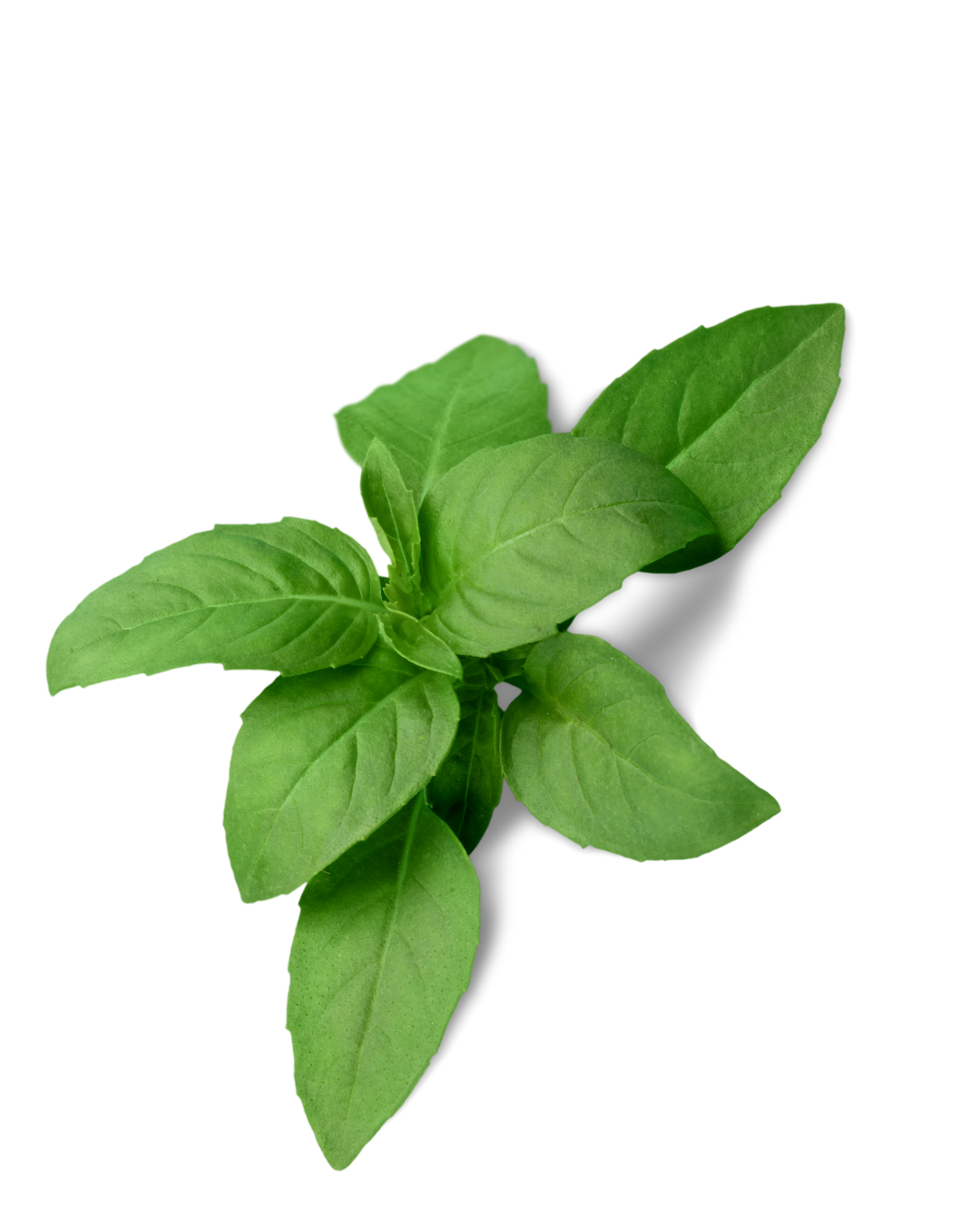 Bites By Braxtons catering