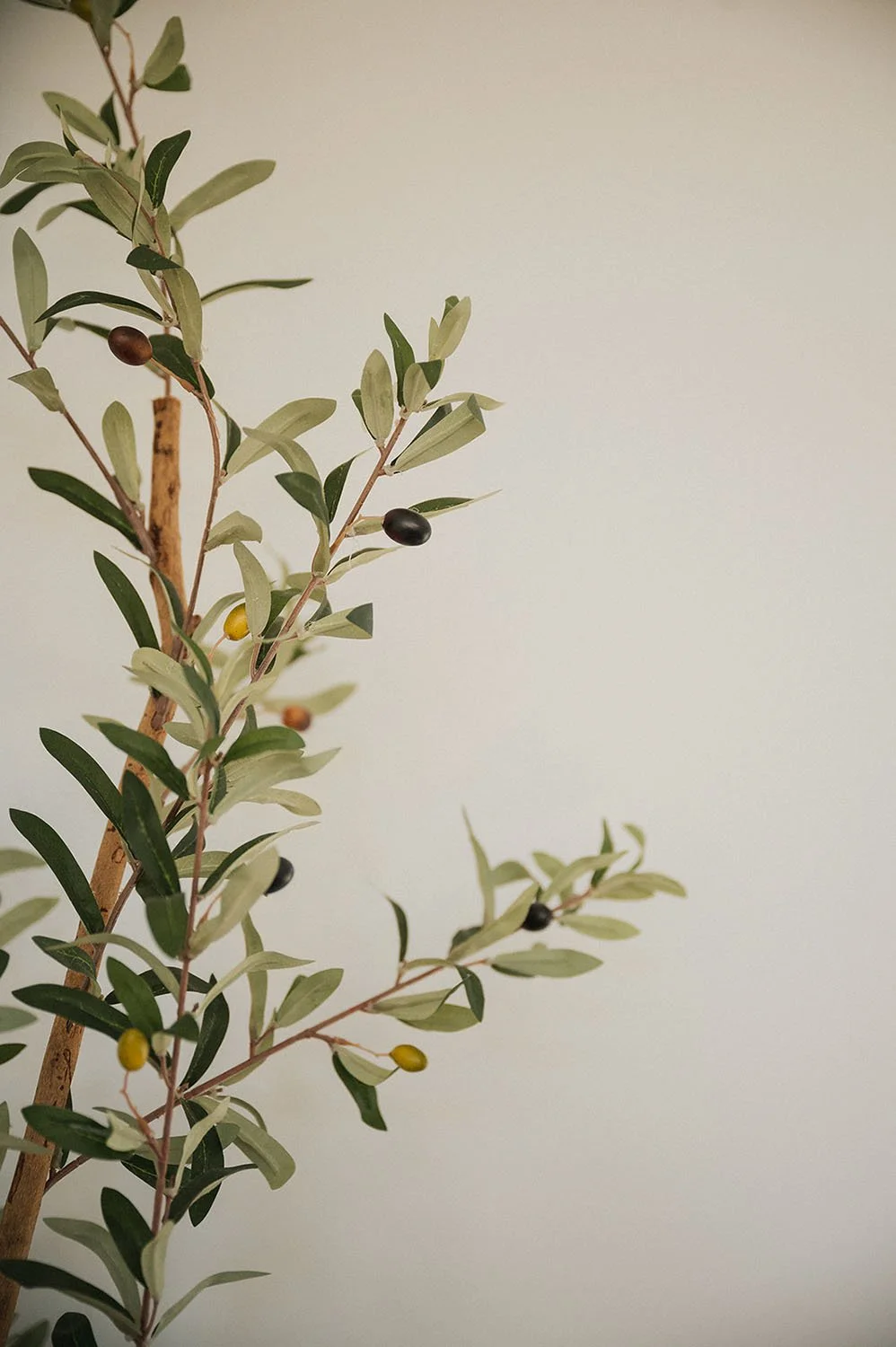 Olive tree in office
