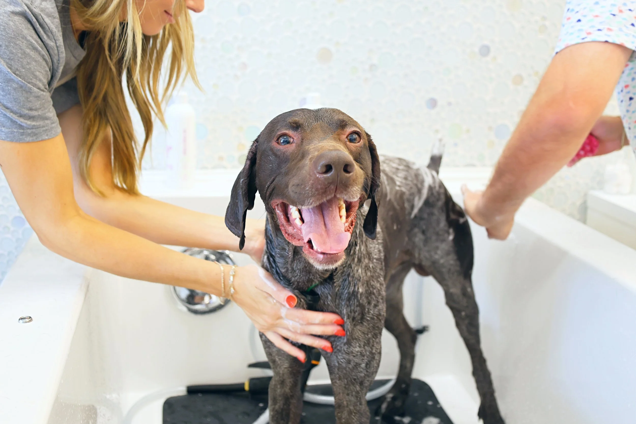 Happy dog at Bubbly Paws