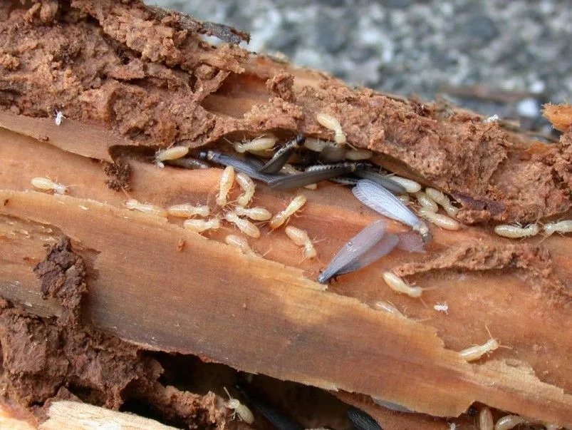 Wood destroying insects