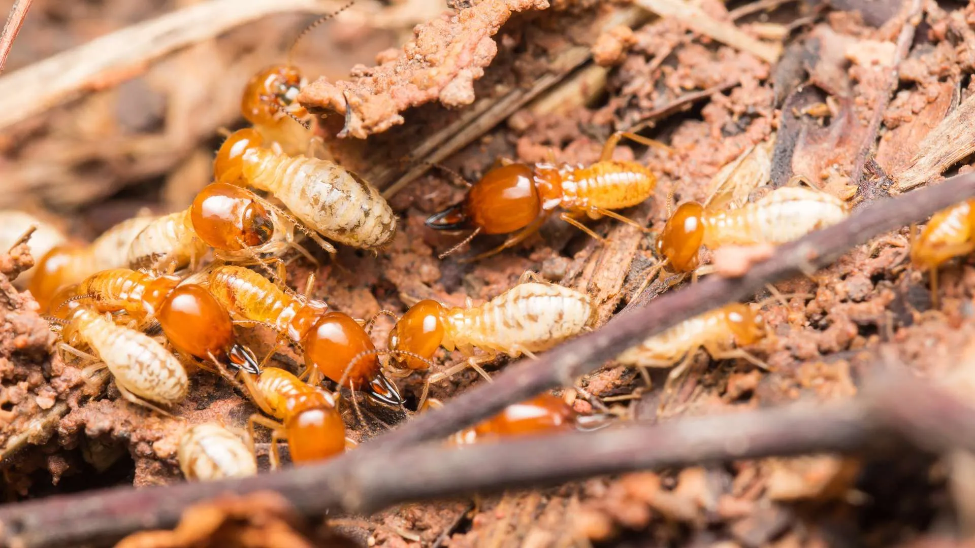 Group of termites crawling on ground