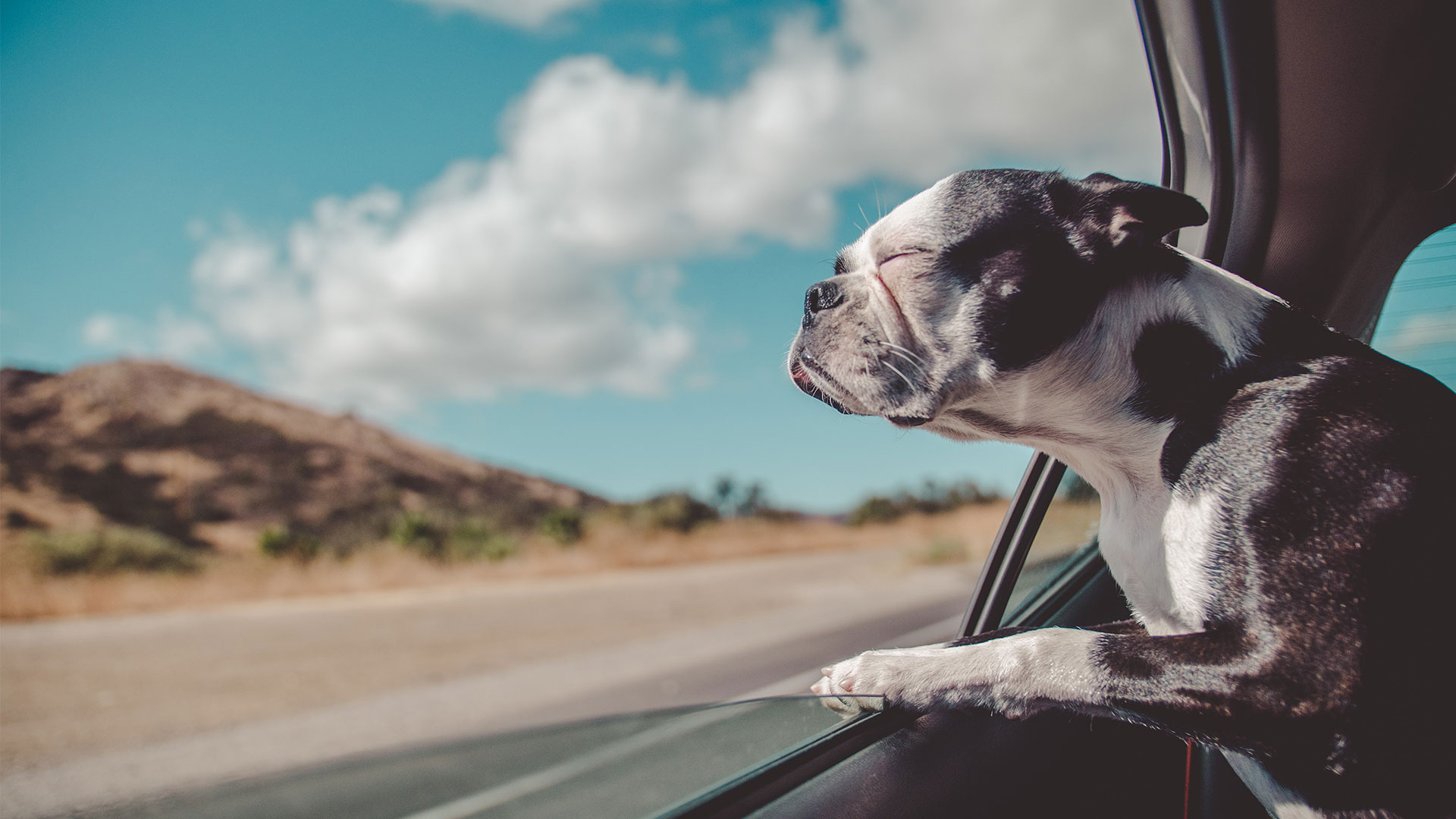 City Bark Miami luxury dog hotel