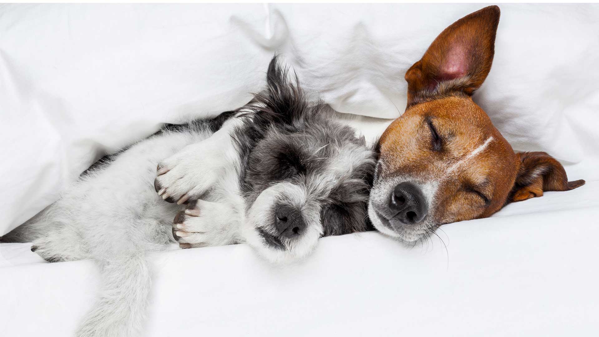 Luxury dog boarding at City Bark Miami