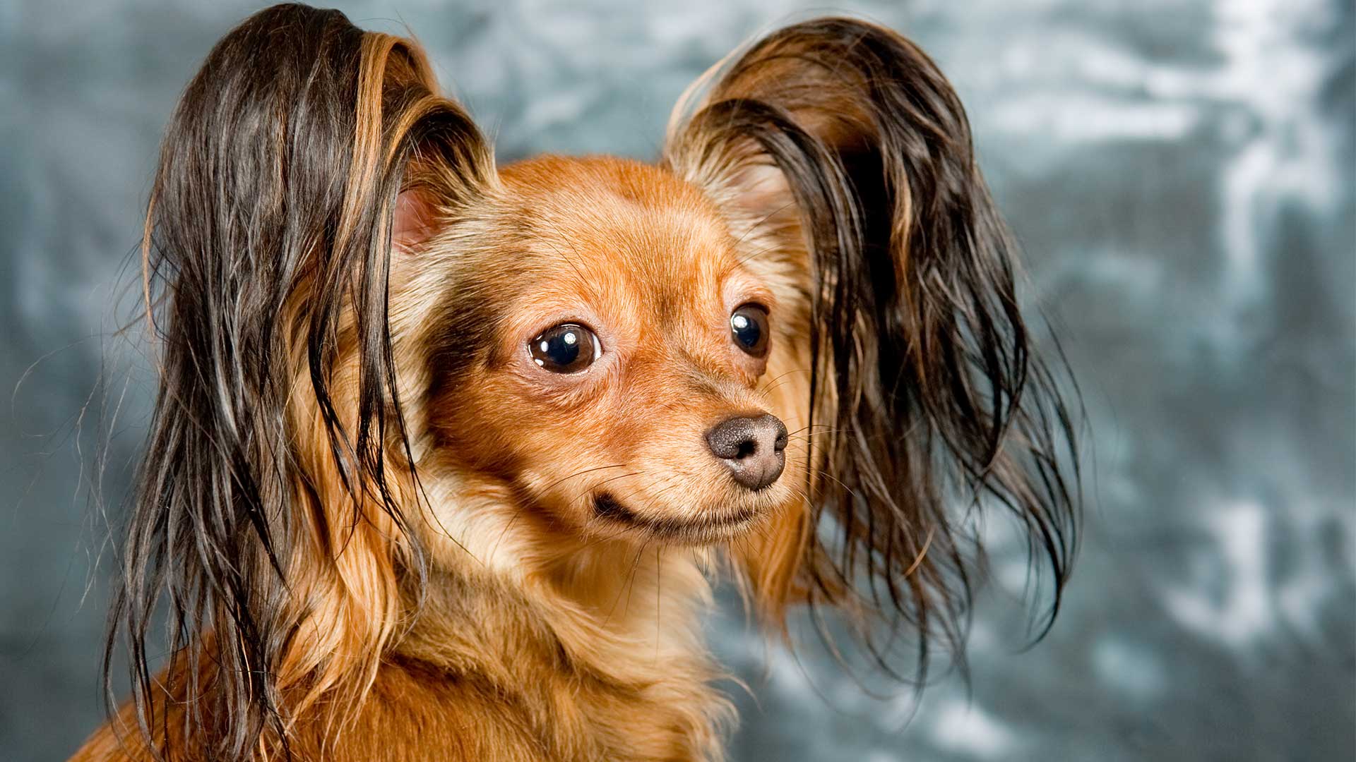 Pet spa and grooming services