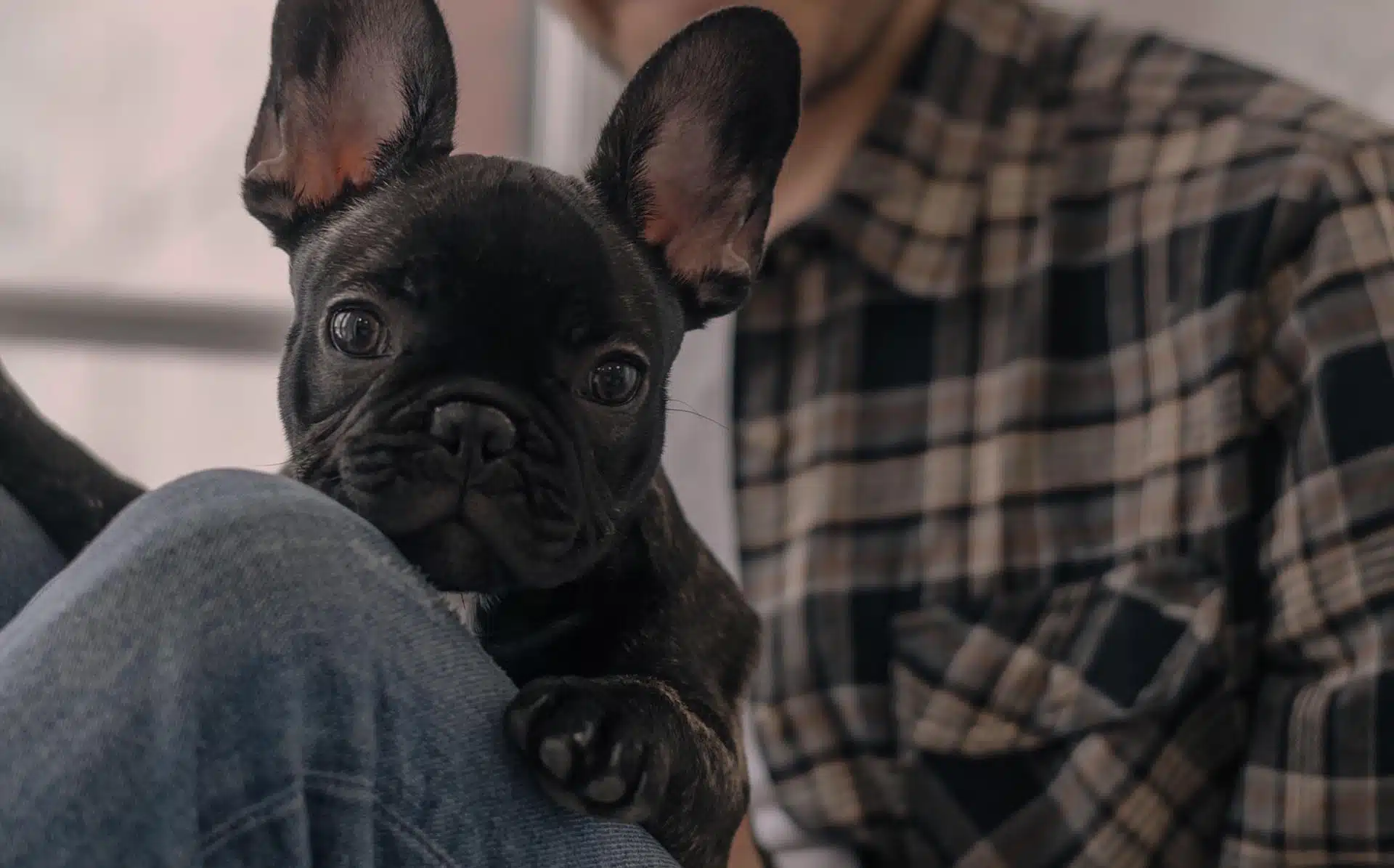 City Pets Animal Care Nashville