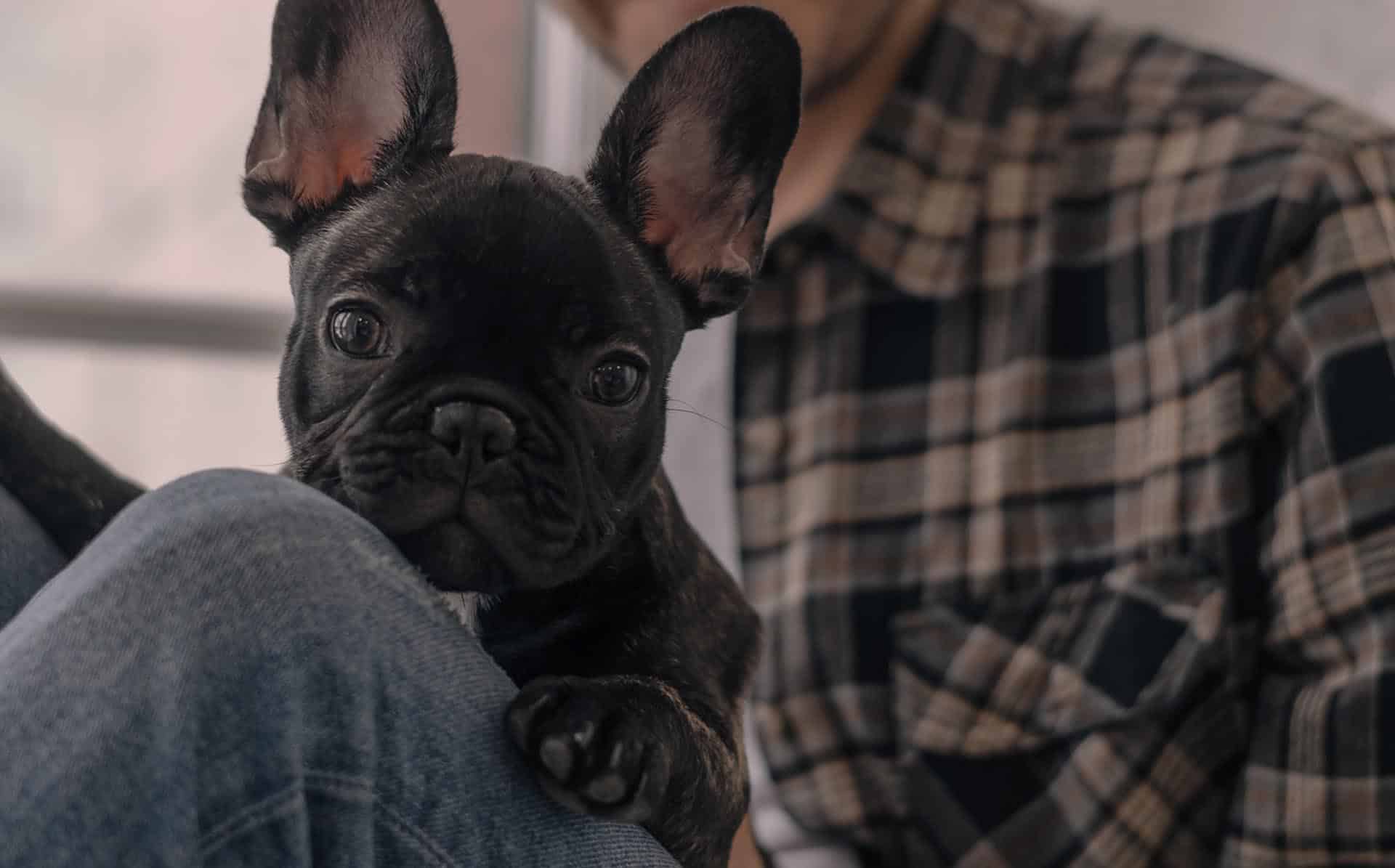 City Pets Animal Care veterinary team Nashville