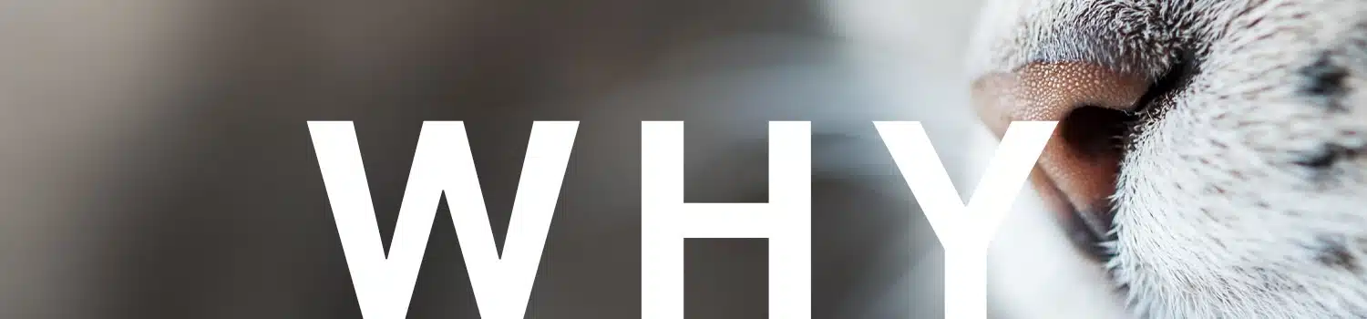 Holistic pet care Nashville