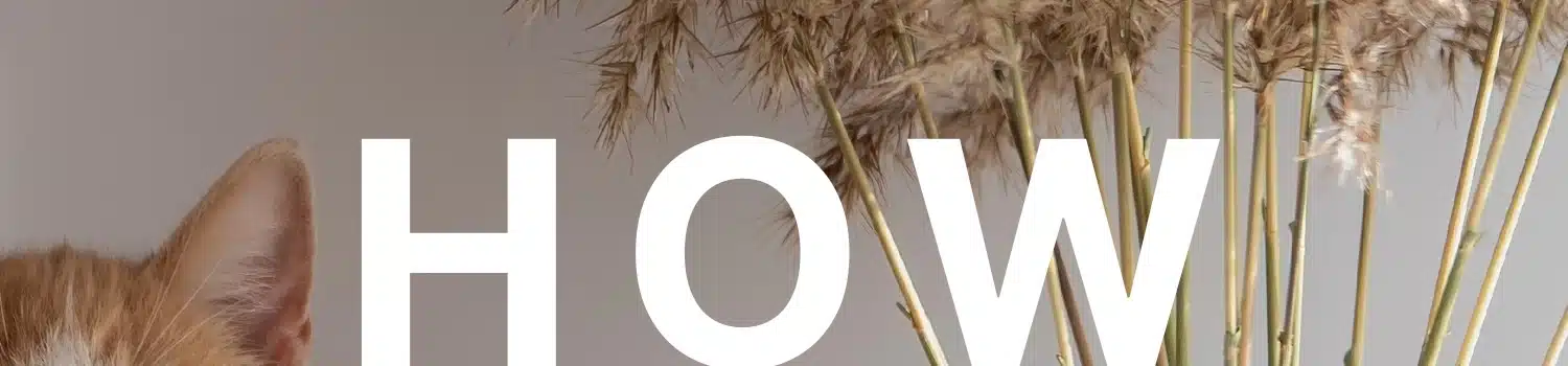 Veterinary dentistry Nashville