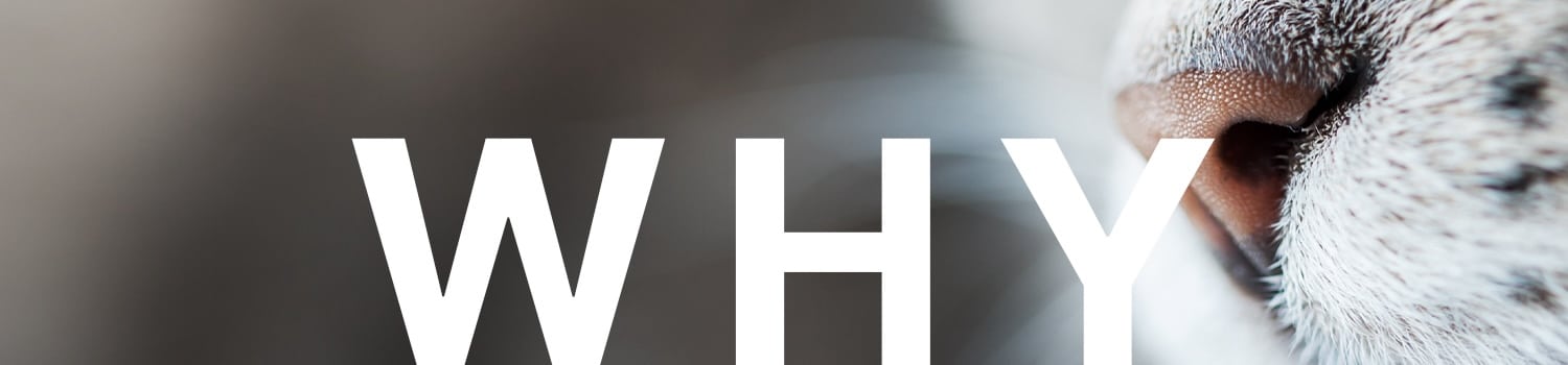 Hospice and end of life pet care