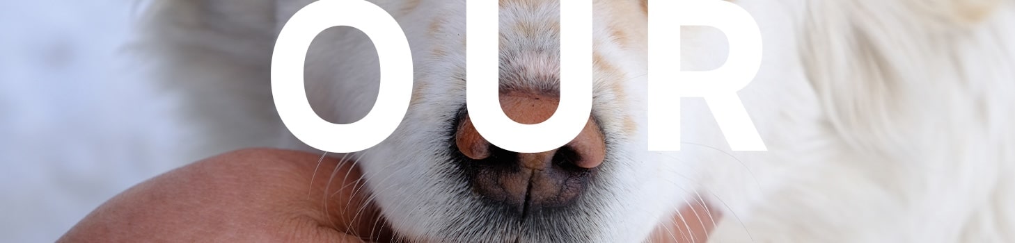 Preventive care for pets in Nashville