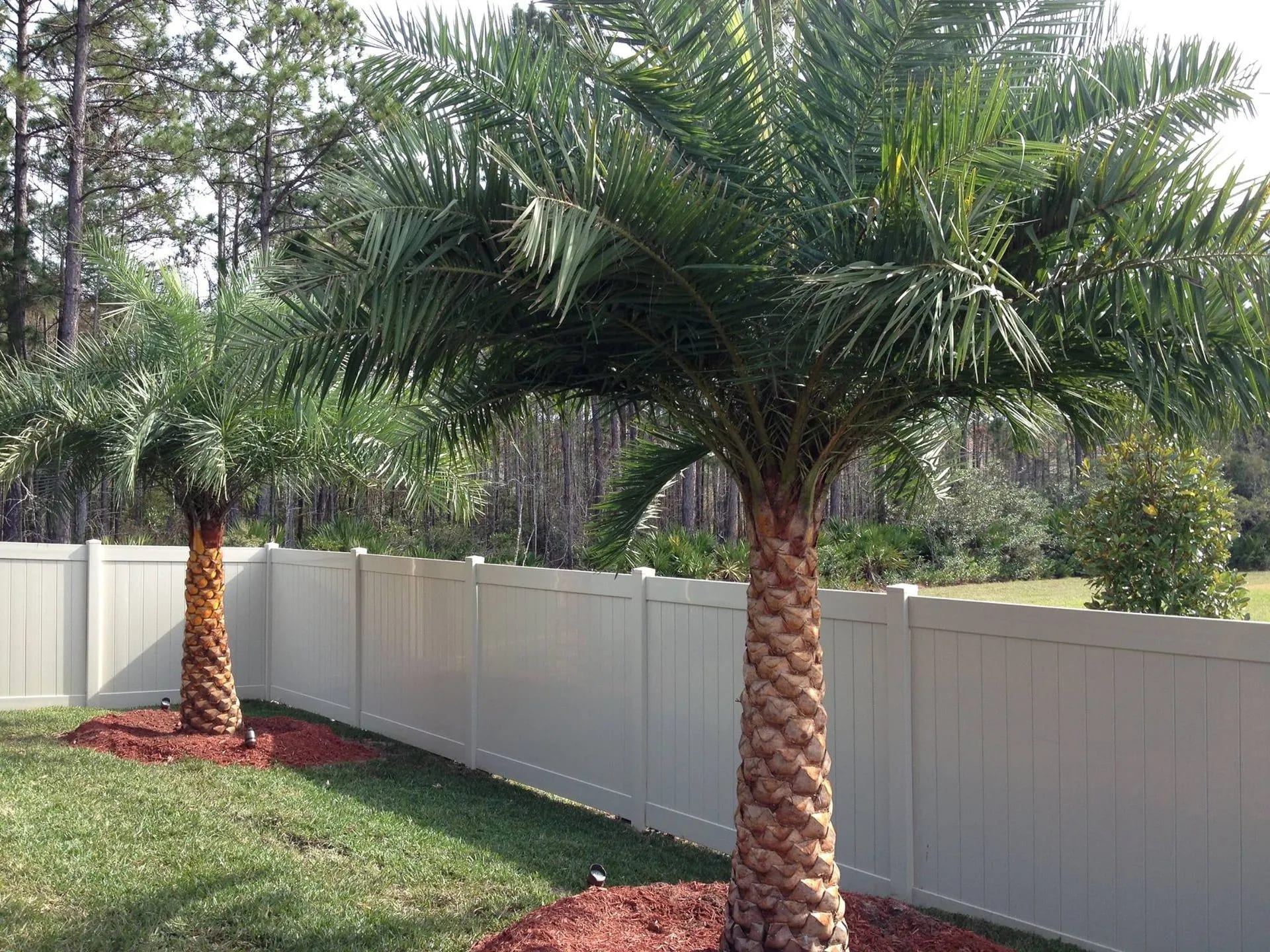 Palm trees landscaping