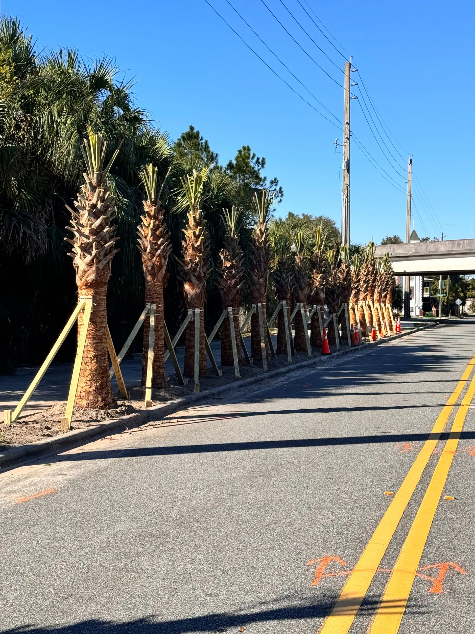 Palm tree installation