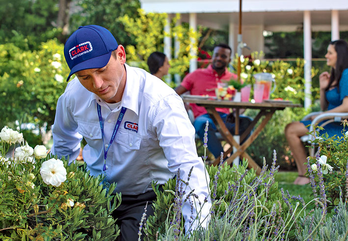 Bed bug removal service