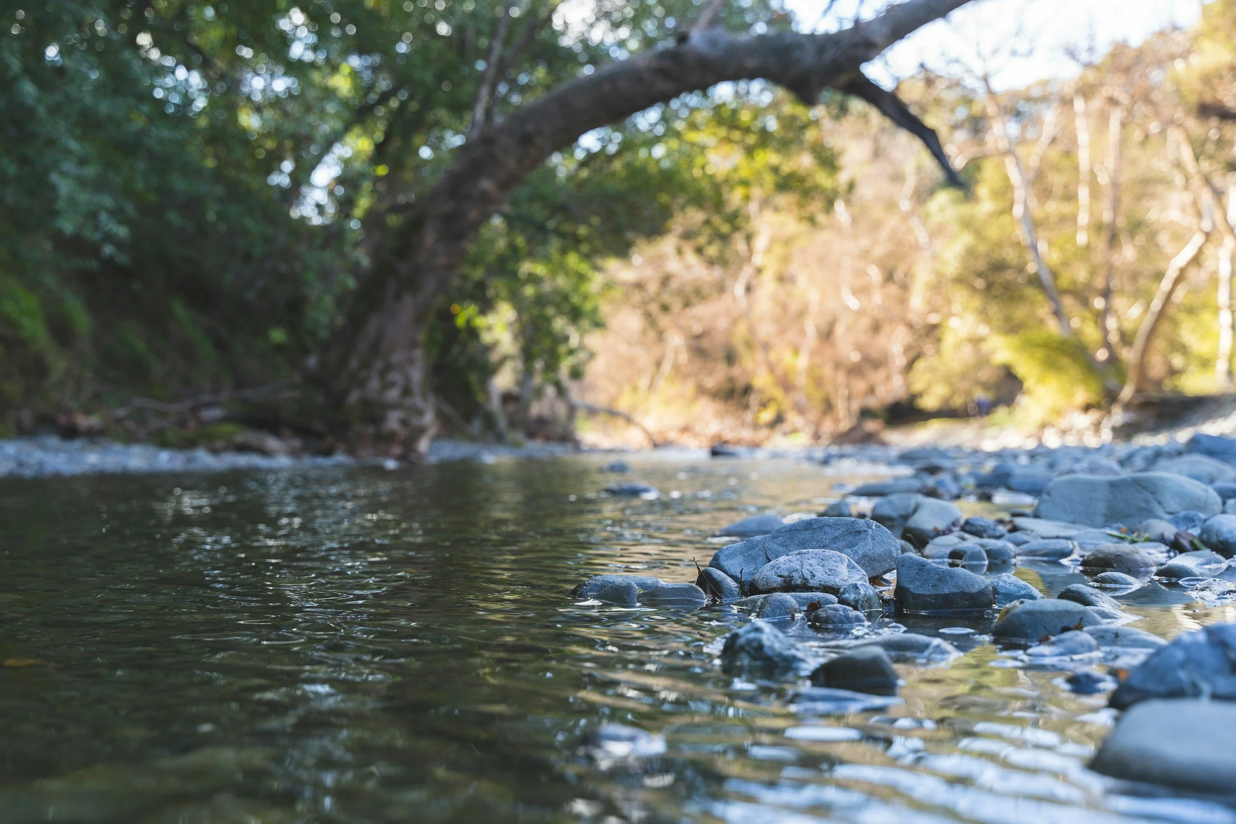 Peaceful stream in nature