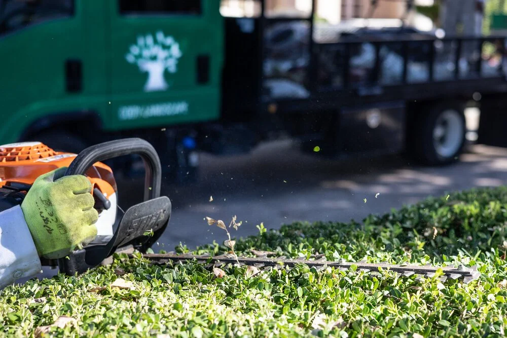 Professional Landscape Maintenance