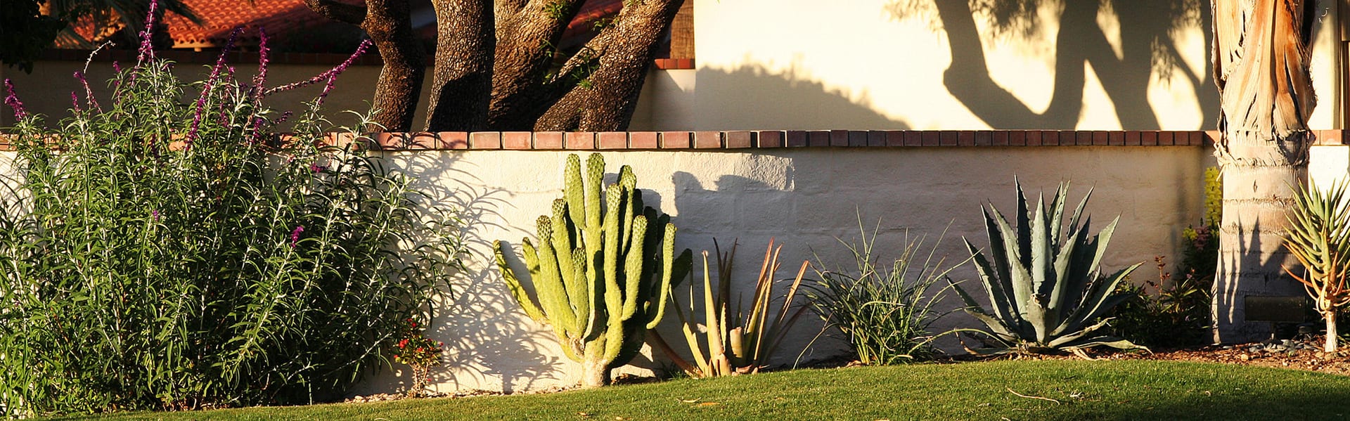 Tree Services Tucson